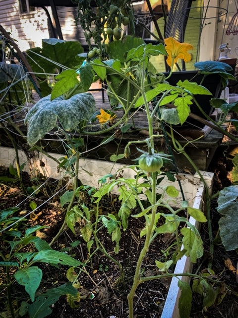 Unlimited Tomato Plants! For Free??