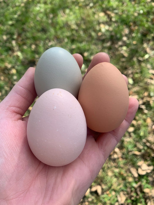 Urban Farm Fresh Eggs